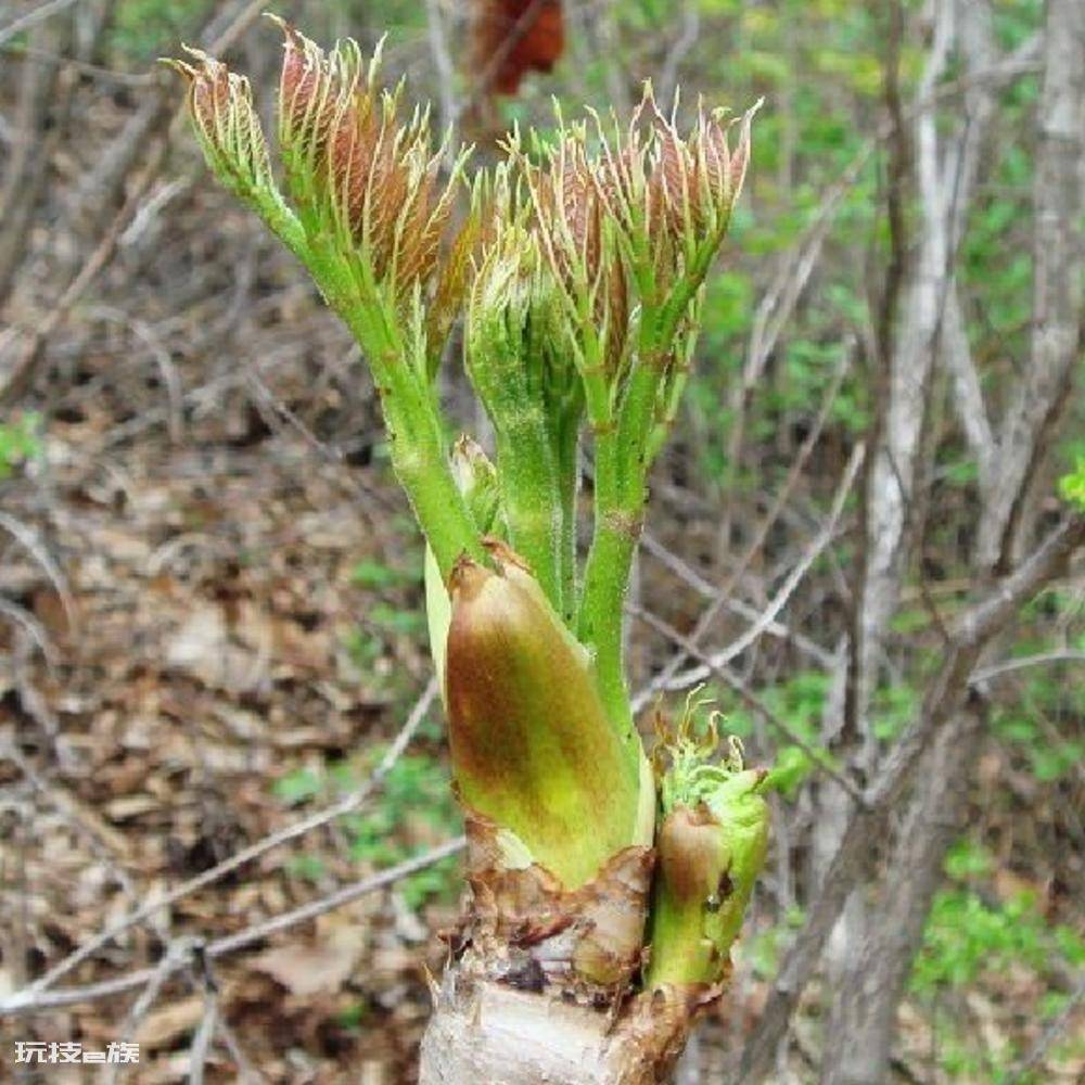 农村常见的野菜图片及名称(春天长出来后采摘可食用野菜)-图片2